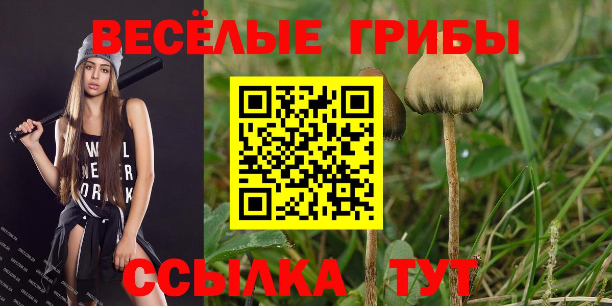 Буйнакск  Псилоцибиновые грибы ЛСД  Псилоцибиновые грибы Psilocybe  Вход с VPN 
